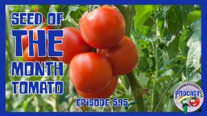 In this weeks veg grower podcast we have the seed of the month tomato as well as a few tasks for the allotment in march and a book review.