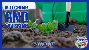 Join Richard in this weeks episode as he battles with the lack of rain, by mulching and setting up irrigation systems