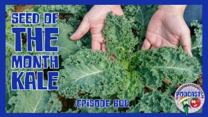 This weeks podcast features our seed fo the month kale. A hardy and tasty brassica worthy of any plot.