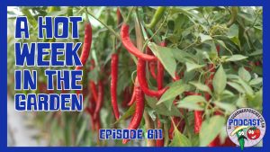 In this weeks episode of the veg grwoer podcast well its been a hot week in the garden leading to Richard to look at a number of methods