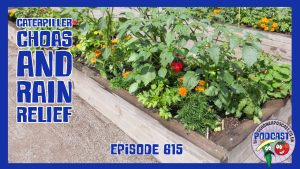 Join Richard in this weeks veg growerpodcast in which Richard is having some caterpiller choas but rain has been very welcome.