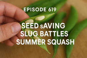 Join Richard in this weeks veg grower podcast as we tackle seeds saving and slugs, as well as the driveway project completion.