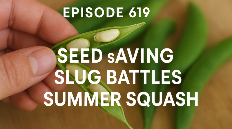 Join Richard in this weeks veg grower podcast as we tackle seeds saving and slugs, as well as the driveway project completion.