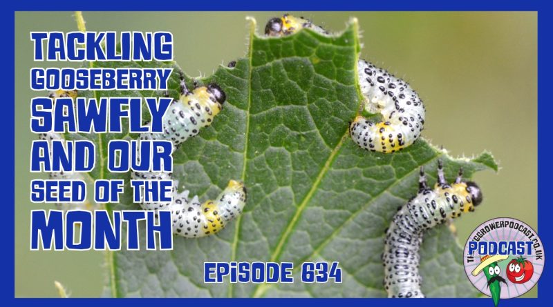 Join Richard in this weeks podcast as he tackles time constraints but still gets to the alltoment and talks about gooseberry sawfly.