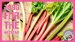 Not sure what to do in the garden this weekend? Practical, realistic jobs for gardeners and allotment holders, even when the weather is wet.