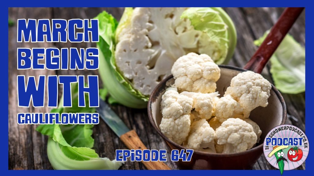 This week’s Veg Grower Podcast with updates from the allotment, seed of the month cauliflower as early march gardening begins