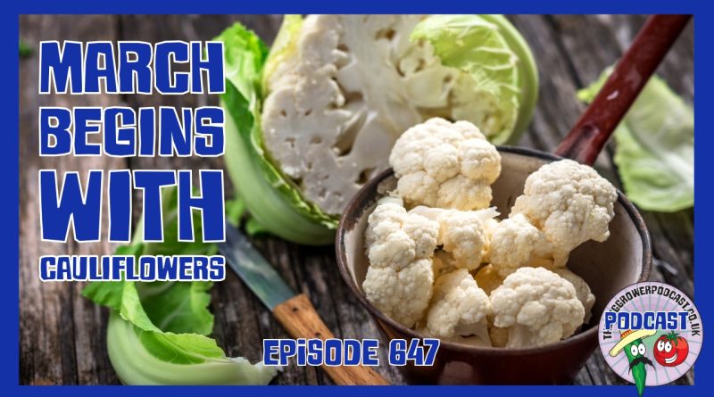 This week’s Veg Grower Podcast with updates from the allotment, seed of the month cauliflower as early march gardening begins