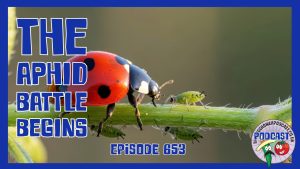 In Episode 653, Richard tackles aphids on young seedlings, plants potatoes and shallots, and starts conditioning the straw bale garden.
