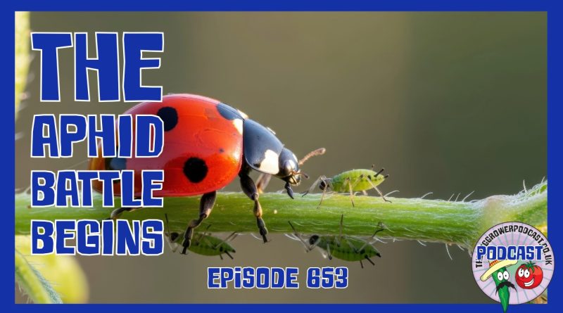 In Episode 653, Richard tackles aphids on young seedlings, plants potatoes and shallots, and starts conditioning the straw bale garden.
