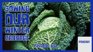 This week on the Veg Grower Podcast we sow our Seed of the Month, winter cabbage, manage early‑season overwhelm on the allotment,