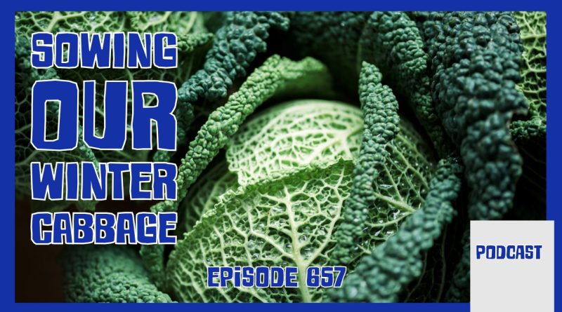 This week on the Veg Grower Podcast we sow our Seed of the Month, winter cabbage, manage early‑season overwhelm on the allotment,