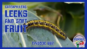 A mid‑July update from the Veg Grower Podcast. Richard tackles caterpillars on brassicas and shares ways to store soft fruit.