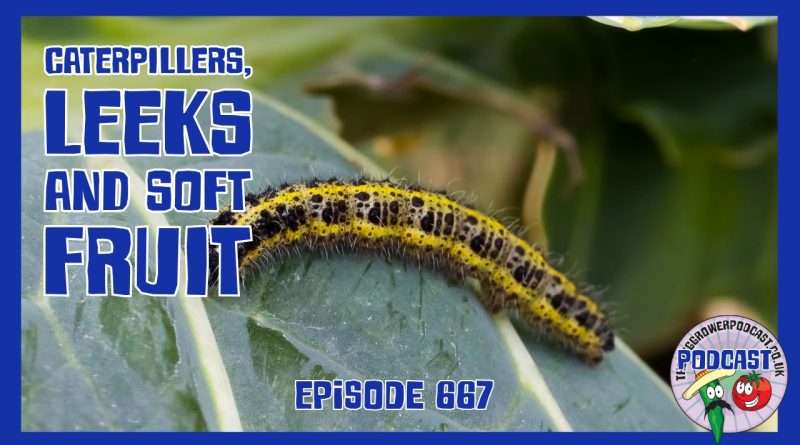 A mid‑July update from the Veg Grower Podcast. Richard tackles caterpillars on brassicas and shares ways to store soft fruit.
