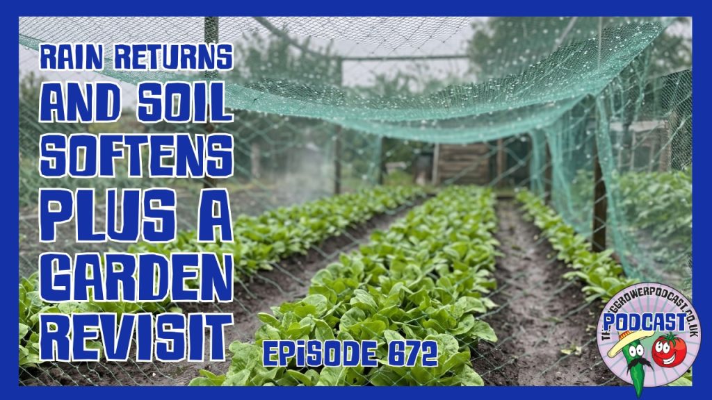 Heavy rain revives the kitchen garden and allotment, outdoor tomatoes thrive, and a missing pear harvest causes frustration