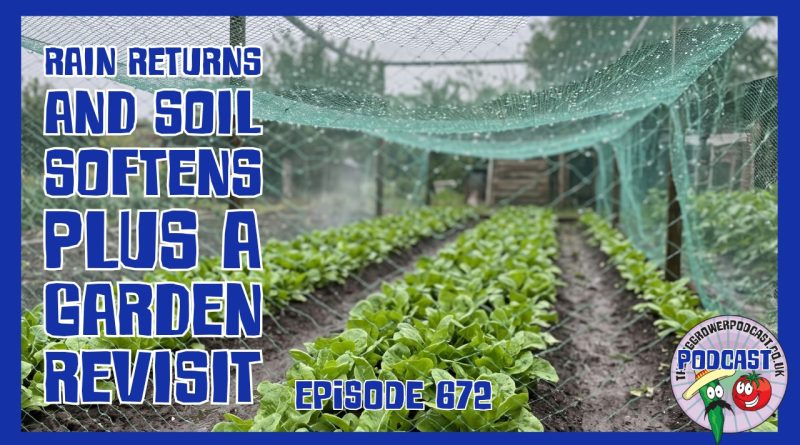 Heavy rain revives the kitchen garden and allotment, outdoor tomatoes thrive, and a missing pear harvest causes frustration