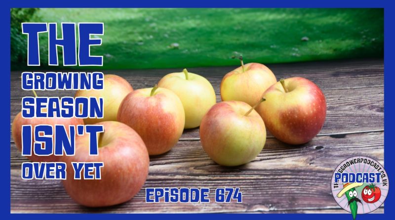 September gardening ideas from the Veg Grower Podcast, including sowing, planting winter crops, green manures, a recipe and a bee update.