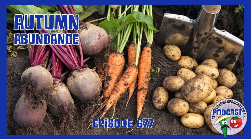Discover autumn allotment jobs, from making compost and lifting maincrop potatoes to sowing winter salads and improving soil moisture.