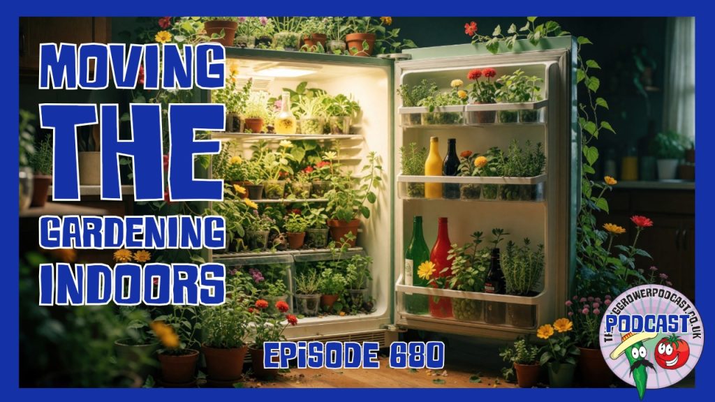 This week I’m growing food indoors, making room in my cold frames and clearing the allotment greenhouse, with jalapeño cheese bites in the kitchen.